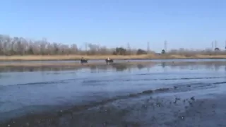 Gator-Tail vs. Mud Buddy