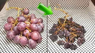 Food Dehydration Time Lapse: Grapes, Mushrooms and Tangerines