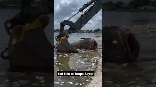 Red Tide kills 700lb Goliath Grouper😔