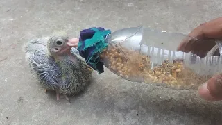 How to Bottle Feeding A Baby Pigeon