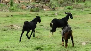 OMG!! Very want to meeting  Best Goat Meeting