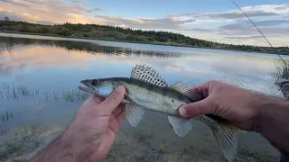 Bu silikon sudakları affetmiyor spin ile sudak avı ve gelen sazan balığı #ZenderCarpFishing