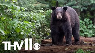 Arkansas black bear bonanza | Outdoor Report