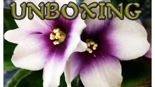 Unboxing - First Order from Bloomlovers.com (African Violets)