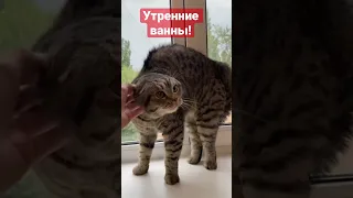 Утренние ванны! #животные #animals #смешныекошки #funnyvideo #приколы #cat #shortvideo #shorts #смех