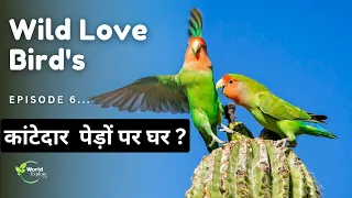 The Wild Rosy faced love bird Parrot Lifestyle | Episode 6 | Hindi documentary.