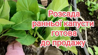 Розсада ранньої капусти виросла, продаємо. Від продажу до посіву в одному відео 🥬