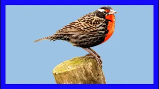 Long-tailed Meadowlark Singing! Long-tailed Meadowlark Calling! Sound! Chirp! - Leistes Loyca