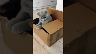 Kitten in the box delivery