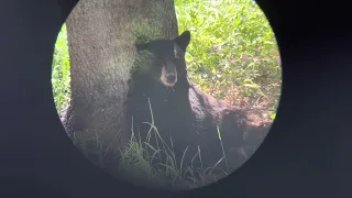 Sow Black Bear Nursing Cubs 7/17/22