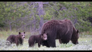 Wildlife Photography - Grizzly Cubs (4K/slow motion) - Jackson Hole / Yellowstone / Grand Teton Park