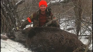 Охота на кабана / секач бросается на охотника / Фартовый охотник / Hunting