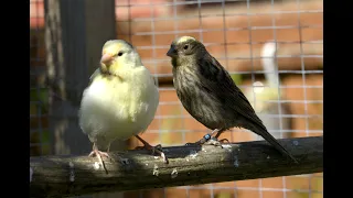 Lizard canaries feeding