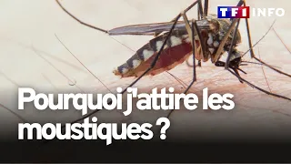 Pourquoi certaines peaux attirent les moustiques plus que d’autres ?