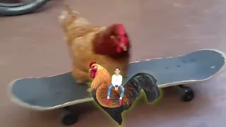 songs like chicken Reverse Video | lagu seperti ayam dalam Video Songsang