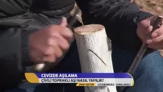 Zirai Eğitim/Cevizde Çivili Topraklı Aşı Nasıl Yapılır?