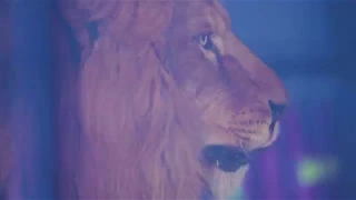 BTS Lion for LA Galaxy featuring Zlatan Ibrahimovic