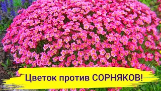 ЭТОТ ЦВЕТОК ЗАТМИТ ЦВЕТЕНИЕМ И ИЗБАВИТ ОТ СОРНЯКОВ! Посадите в саду - не пожалеете!