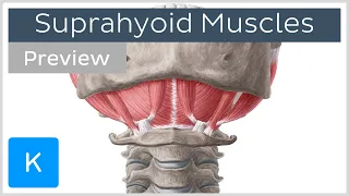 Suprahyoid muscles (preview) - Human Anatomy | Kenhub