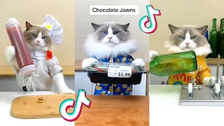 That Little Puff | Cats Make Food 😻 | Kitty God & Others | TikTok 2024 #88