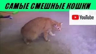 САМЫЕ СМЕШНЫЕ КОШКИ ЮТУБА / Be ridiculous cat MOST FUNNY CATS YouTube!