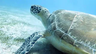 Beautiful loggerhead turtles in st croix virgin island February 2024