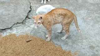 Cute kitty cat playing 😍 cat video