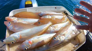 Deep Water Whiting on Fresh Caught Squid & Cook Up