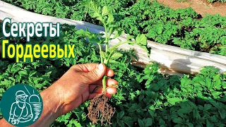 🌱 Секрет красивой рассады помидор 🍅 Штамбовые сорта томатов 🌿 Массовое выращивание рассады Гордеевых