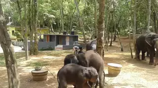Elephant Rehabilitation Centre Kappucaud