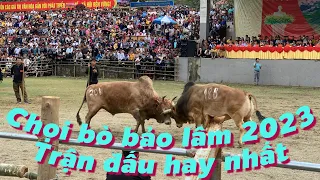 Trận đấu gay cấn nhất, lâu nhất Lễ hội ch.ọi bò huyện Bảo Lâm 2023