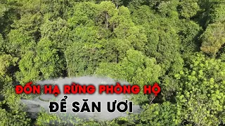 Đốn hạ rừng phòng hộ để săn ươi - Lực lượng bảo vệ rừng ở đâu?