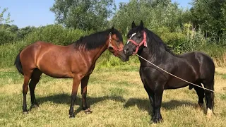 Коні Ваговози.Наше Господарство.Паруємо Волгу Рубіном.Жеребець на Паровку.Кобила на Продаж🐴🔥👍👍👍