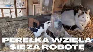 Porządki z Perełką