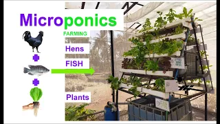 Integrated Chicken, Plants and Fish in Hydroponics | Microponics | Aquaponics | Integrated  Farming