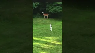 Husky Plays With Deer 😂