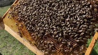 Развитие пчелопакетов часть 1.