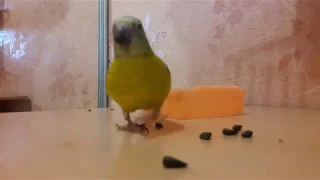 Певчий попугай. song parrot