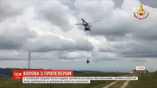 Корову за допомогою гелікоптера рятували в італійській Сардинії