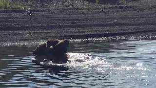 Adorable Bear Cubs Ride On Mother's Back