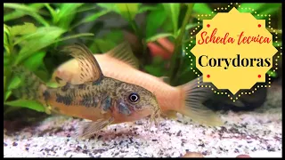 CORYDORAS 💦 Scheda tecnica