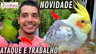 Como fazer sexagem em calopsita |  bebedouro automático | trabalhando no projeto | Aves Recriar