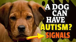 🐕¿Can DOGS have AUTISM? Discover It