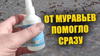 Муравьи не любят это! 2 капли и от муравьев и следа не останется! Избавит от муравьев без химии!