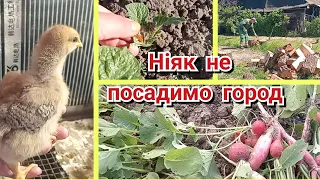 Життя за містом.Не Велике, але господарство .Перший врожай на городі