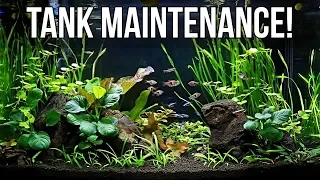 Planted Aquarium Maintenance!