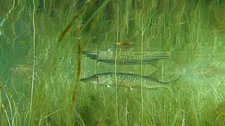 Explore The Underwater World Of The Chain Pickerel