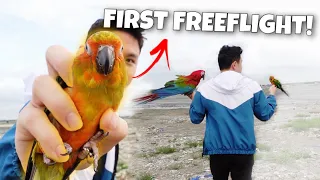 FIRST FREEFLIGHT NI SPIKE WITH PHOENIX! (SUN CONURE & GREENWING MACAW)