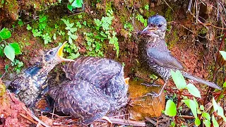 Cuckoo bird attacks mother bird without food寄生的杜鹃鸟乞食有点粗暴，得不到食物就啄鸟妈妈