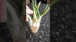 How To Plant A Sprouted Onion - Preparation #shorts